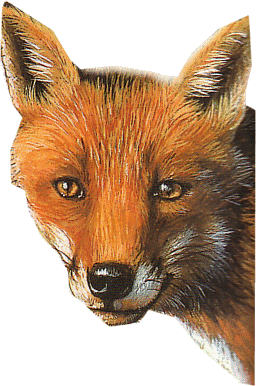 Le renard